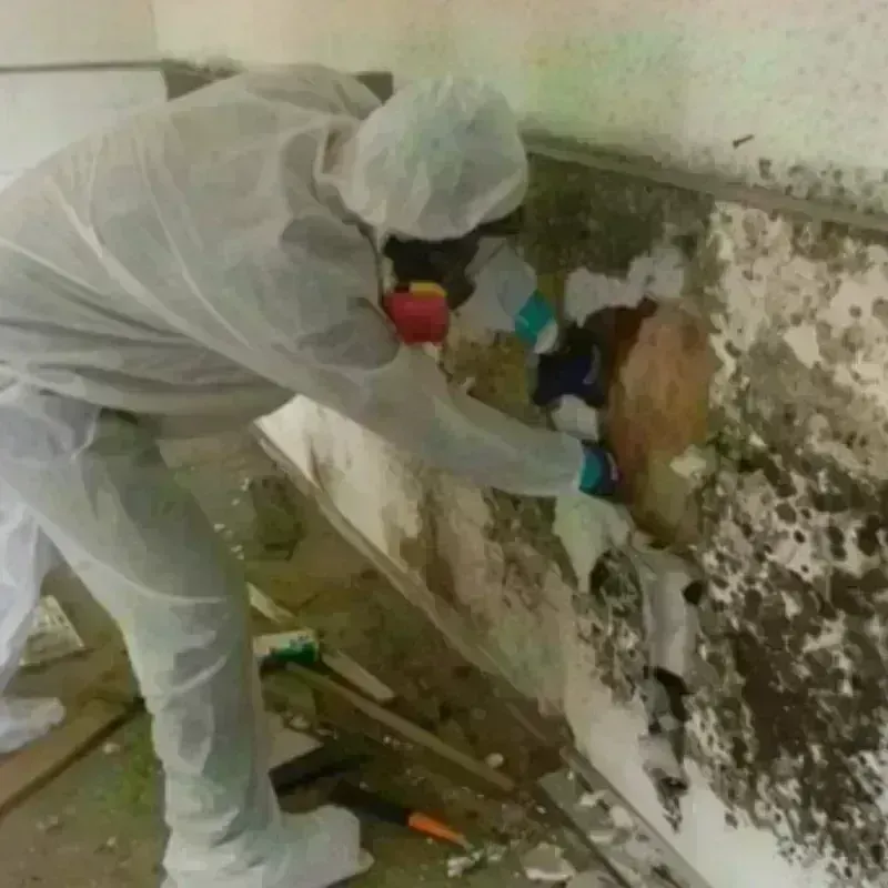 Mold Remediation and Removal in Sumrall, MS